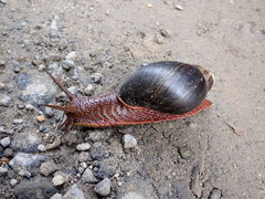 Megalobulimus pergranulatus