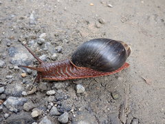 Megalobulimus pergranulatus