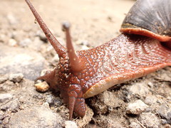 Megalobulimus pergranulatus