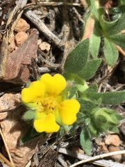 Potentilla wheeleri