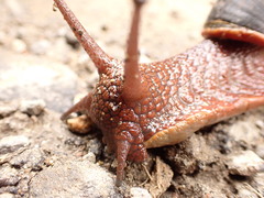 Megalobulimus pergranulatus