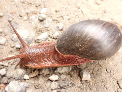 Megalobulimus pergranulatus