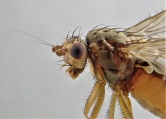 Oecothea fenestralis