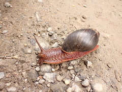 Megalobulimus pergranulatus