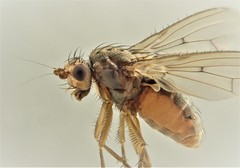 Oecothea fenestralis