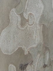 Platanus × hispanica
