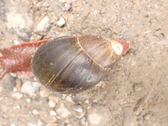 Megalobulimus pergranulatus
