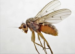 Oecothea fenestralis