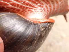 Megalobulimus pergranulatus