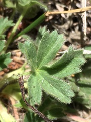 Potentilla wheeleri