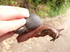 Megalobulimus pergranulatus