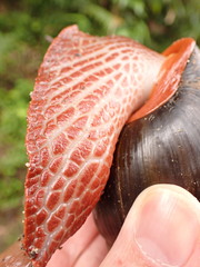 Megalobulimus pergranulatus
