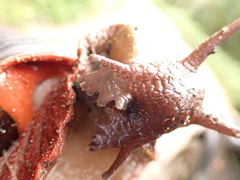 Megalobulimus pergranulatus