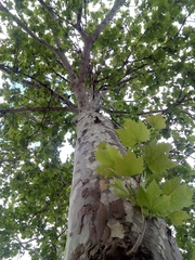 Platanus × hispanica