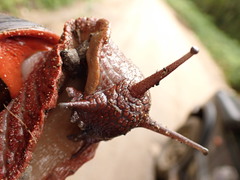 Megalobulimus pergranulatus