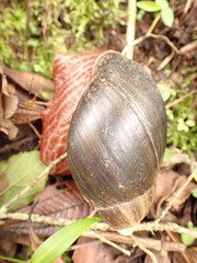 Megalobulimus pergranulatus