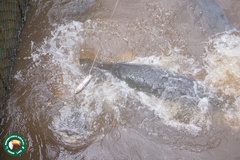 Arapaima gigas