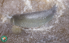 Arapaima gigas