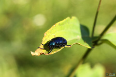 Chrysochus asclepiadeus