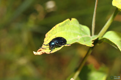 Chrysochus asclepiadeus