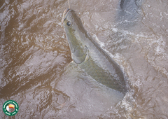 Arapaima gigas