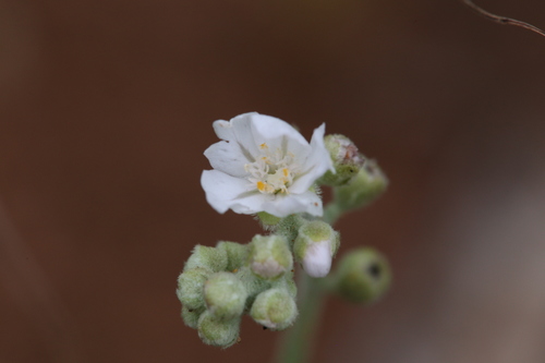 Drosera ordensis