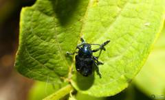 Chrysochus asclepiadeus
