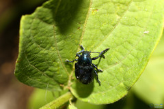Chrysochus asclepiadeus