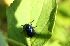 Chrysochus asclepiadeus