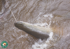 Arapaima gigas