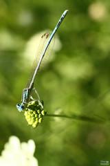 Platycnemis pennipes