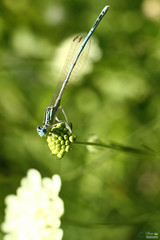 Platycnemis pennipes