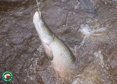 Arapaima gigas