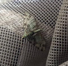 Pasiphila bilineolata