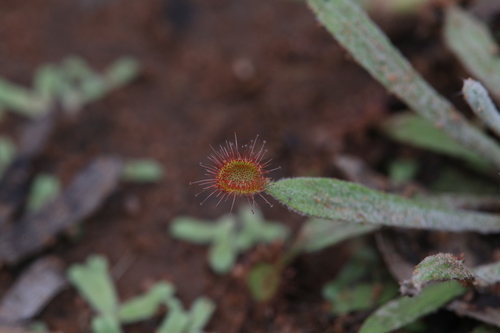 Drosera ordensis