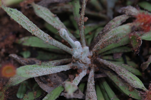 Drosera ordensis