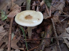 Melanoleuca alboflavida