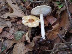 Melanoleuca alboflavida