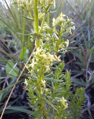 Galium capense