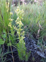 Galium capense