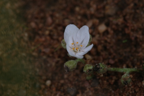 Drosera ordensis