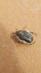 Tropinota squalida canariensis