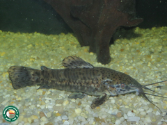 Spotted Hoplo photo 5
