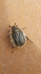 Tropinota squalida canariensis