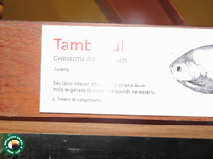 Colossoma macropomum