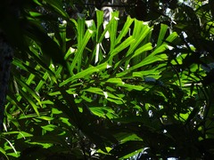Socratea exorrhiza