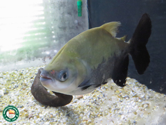 Colossoma macropomum