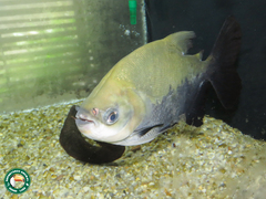 Colossoma macropomum