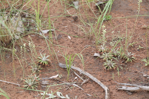 Drosera ordensis