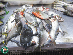 Semaprochilodus insignis